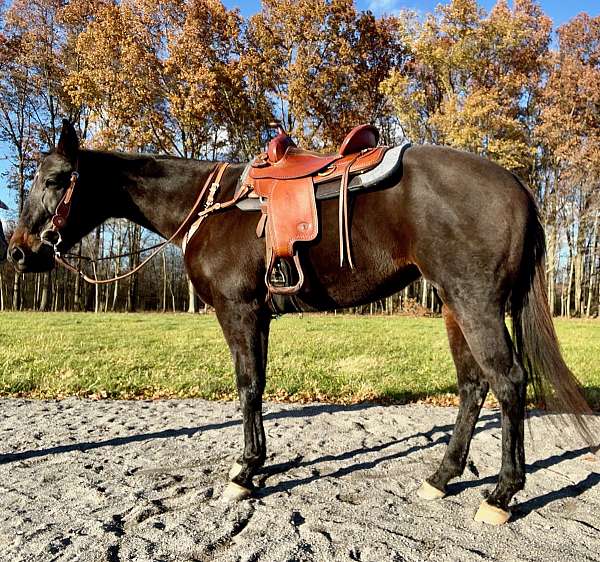great-choice-thoroughbred-horse