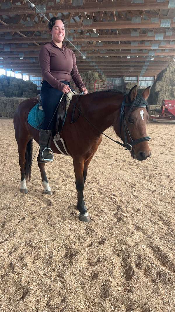 13-hand-morgan-mare