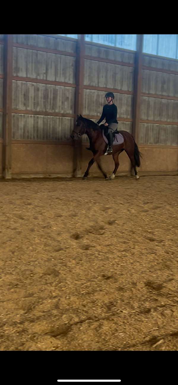 bay-mare-for-sale