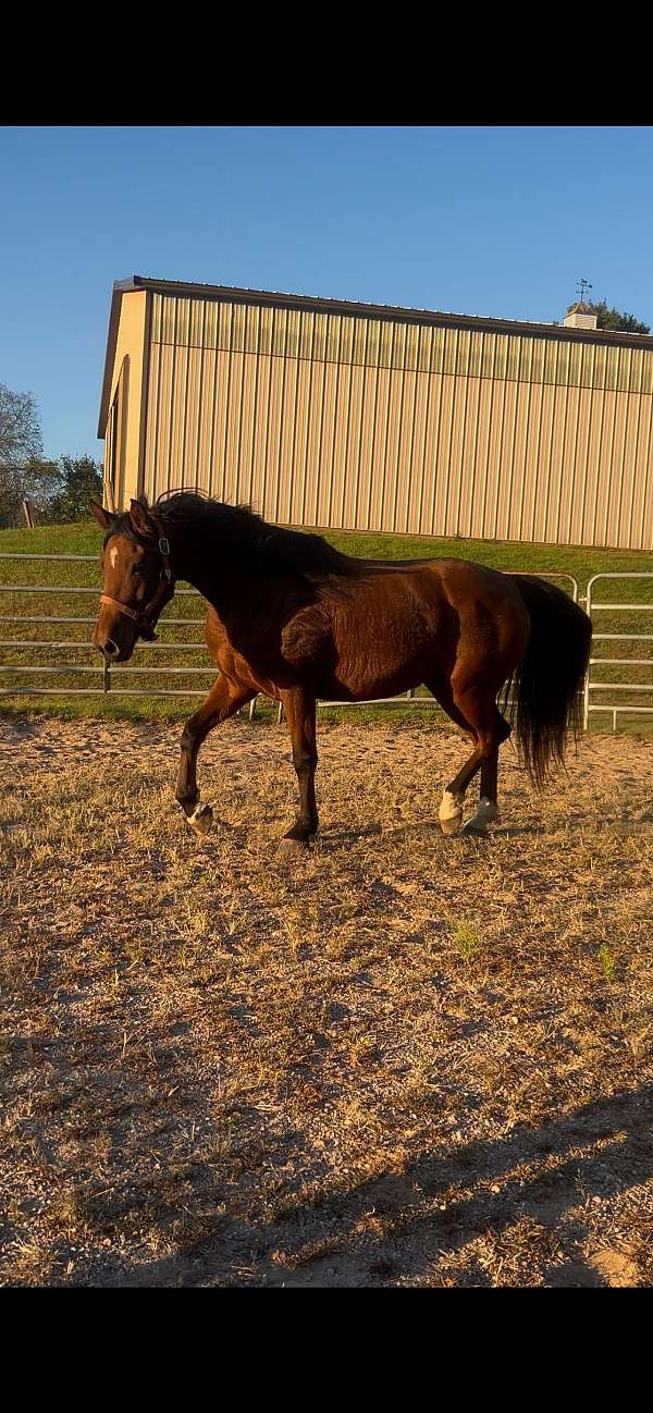 bay-morgan-mare