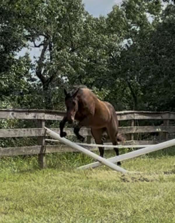 foxhunting-warmblood-horse