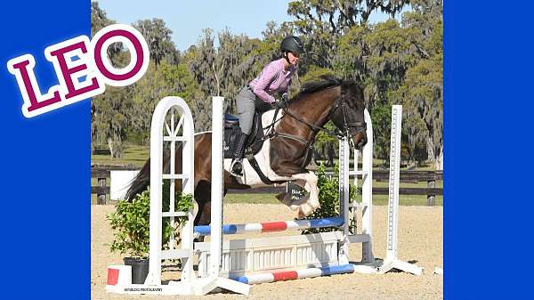 tbxwbx-warmblood-horse