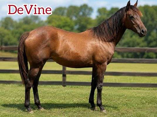 jumpprospect-warmblood-horse