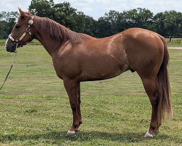 sorrel-aqha-stallion