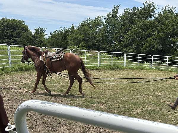 sorrel-quarter-horse-stallion
