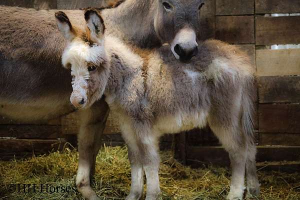 dun-w-blk-points-donkey-mare