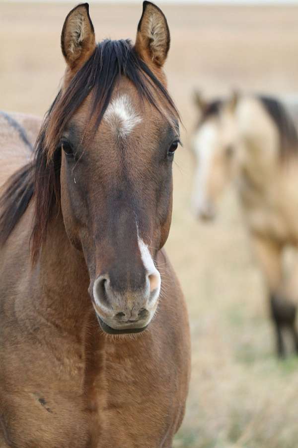 dun-w-blk-points-r-hind-sock-horse
