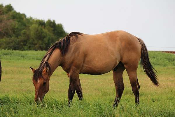 pasture-raised-quarter-horse
