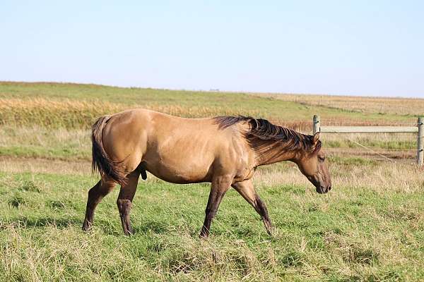 pasture-raised-horse