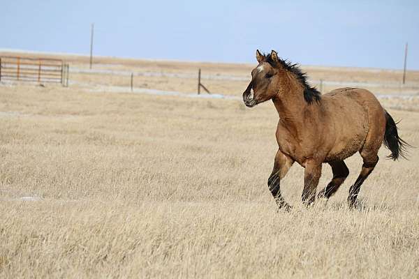 ranching-stallion