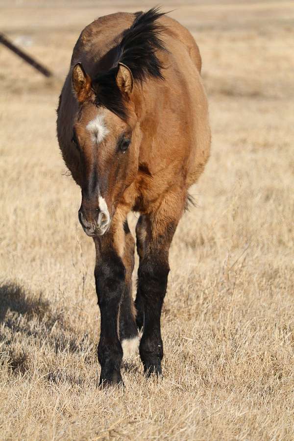 south-dakota-stallion