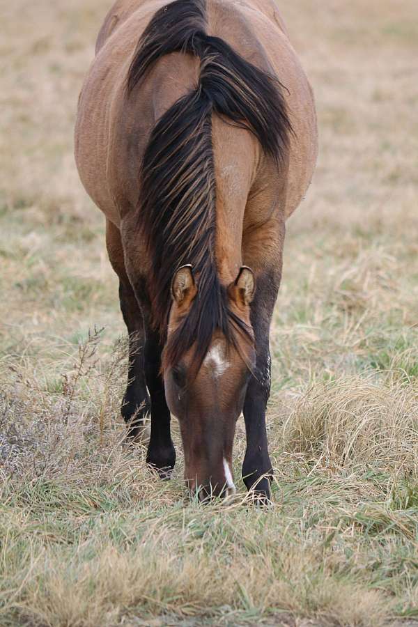 pasture-raised-stallion