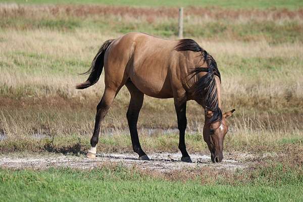 nfr-stallion