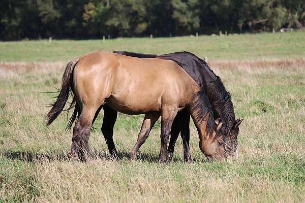 star-horse