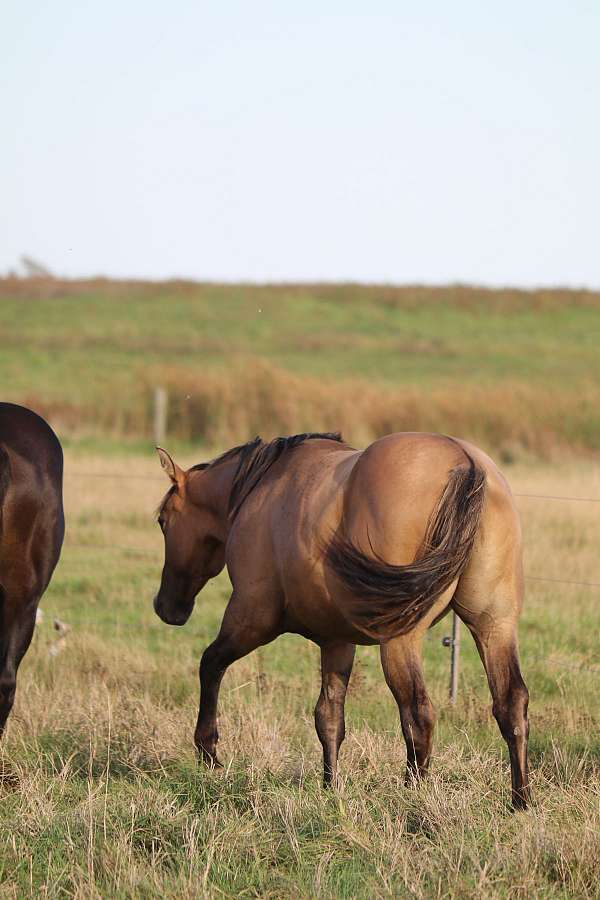 snip-horse