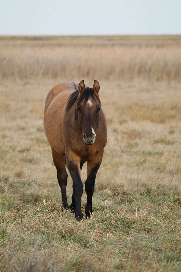 r-hind-sock-horse