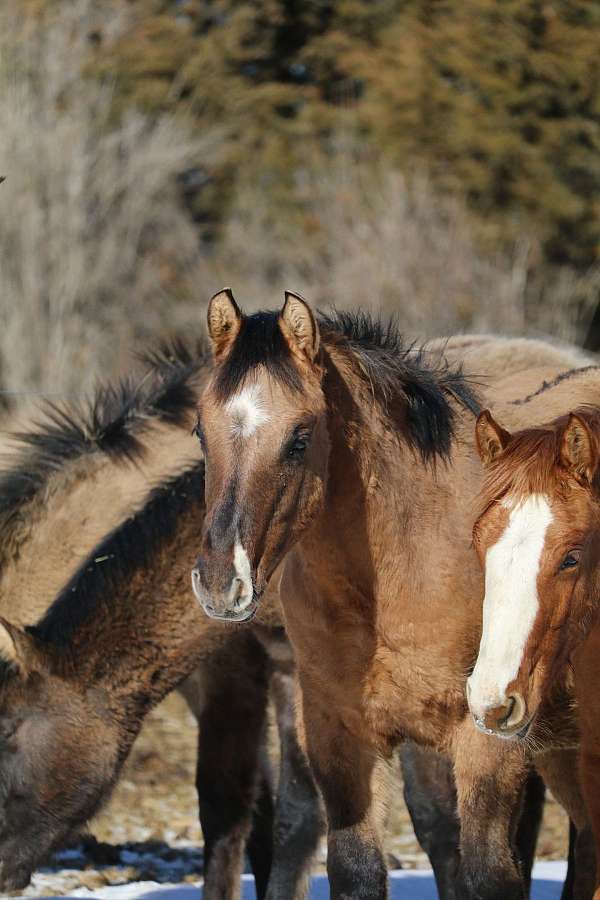dun-w-blk-points-star-horse