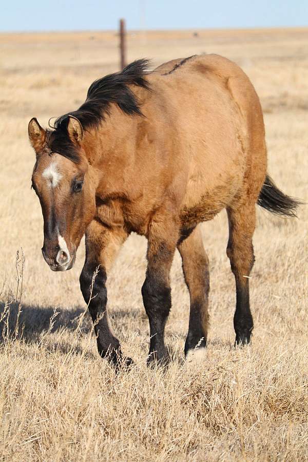 dun-w-blk-points-snip-horse