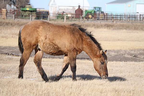 stallion-quarter-horse