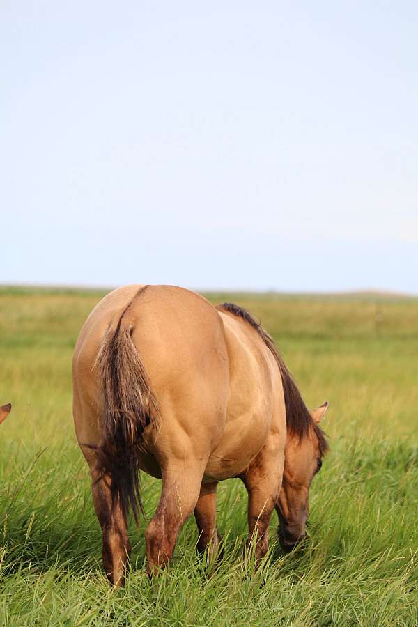 grulla-quarter-horse