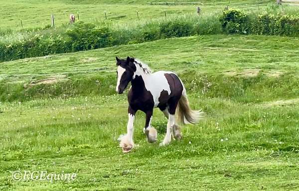 all-around-gypsy-vanner-horse