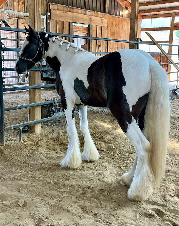 athletic-gypsy-vanner-horse