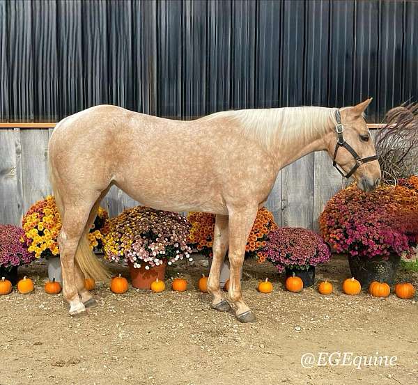 athletic-quarter-horse