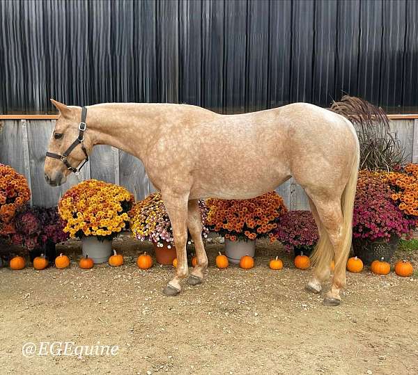 barrel-quarter-horse