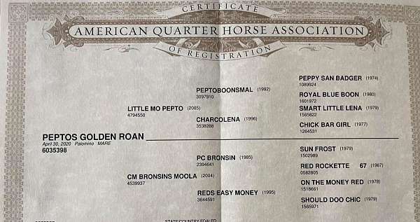barrel-racing-quarter-horse