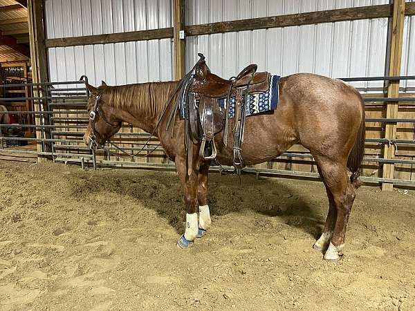 red-roan-west-horse