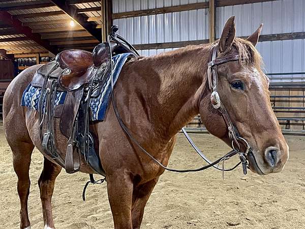 all-around-quarter-horse