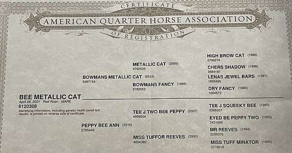 athletic-quarter-horse