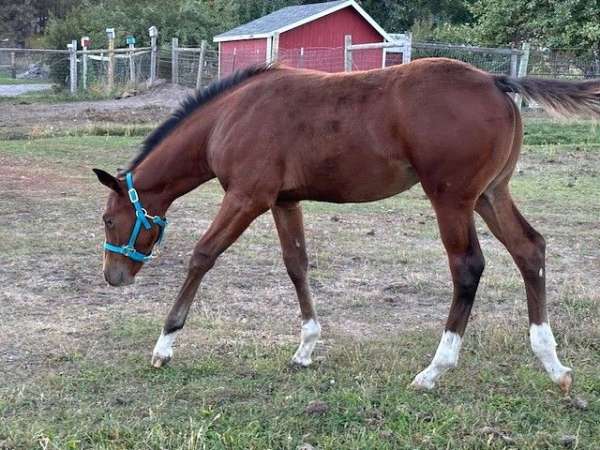 sorrel-4-white-sock-a-blaze-horse