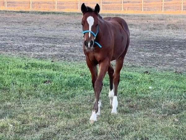 4-white-sock-a-blaze-horse