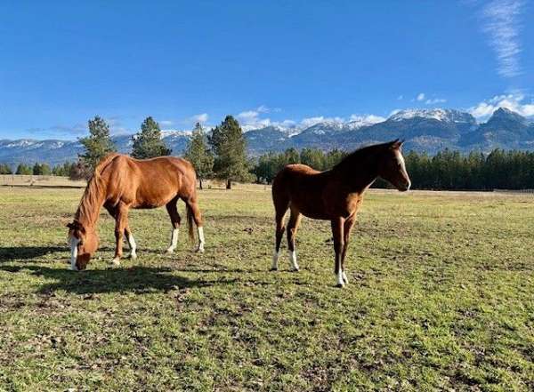 all-around-quarter-horse