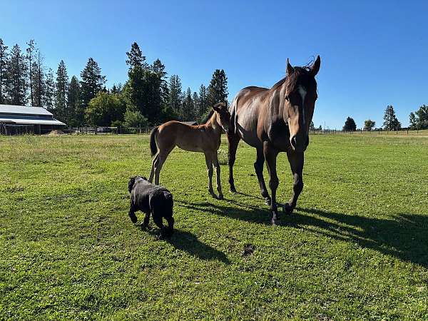judge-cash-filly