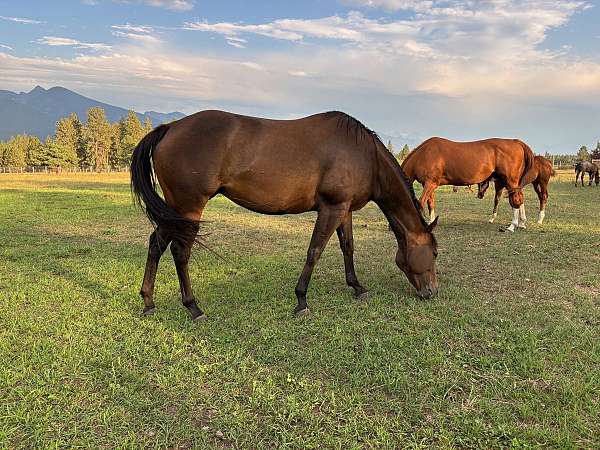 solid-bay-horse