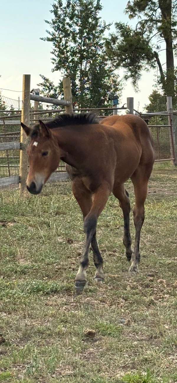 bay-solid-horse