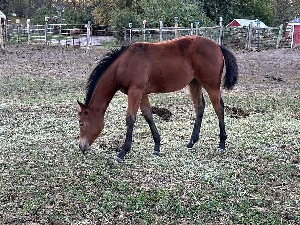 athletic-quarter-horse