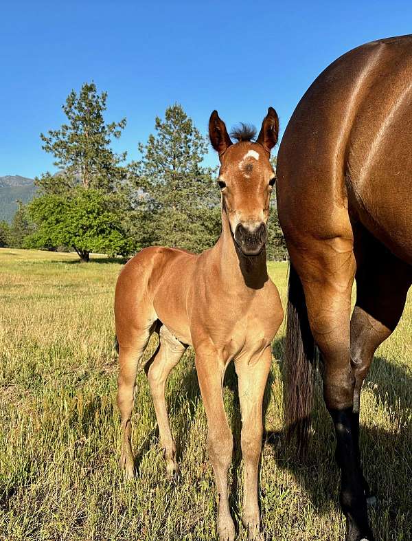 all-around-quarter-horse