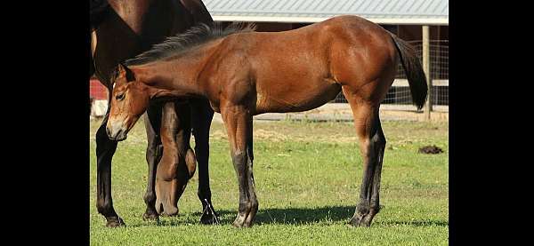 judge-filly