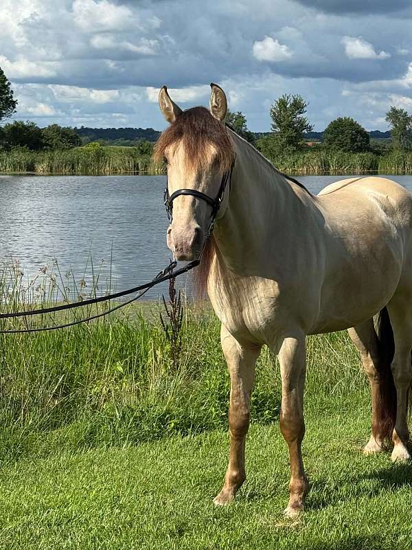 athletic-rocky-mountain-horse