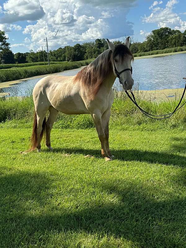 awesome-rocky-mountain-horse
