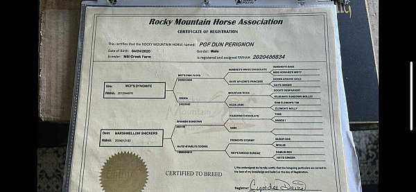 boy-rocky-mountain-horse