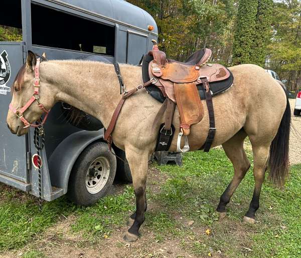 all-around-quarter-horse