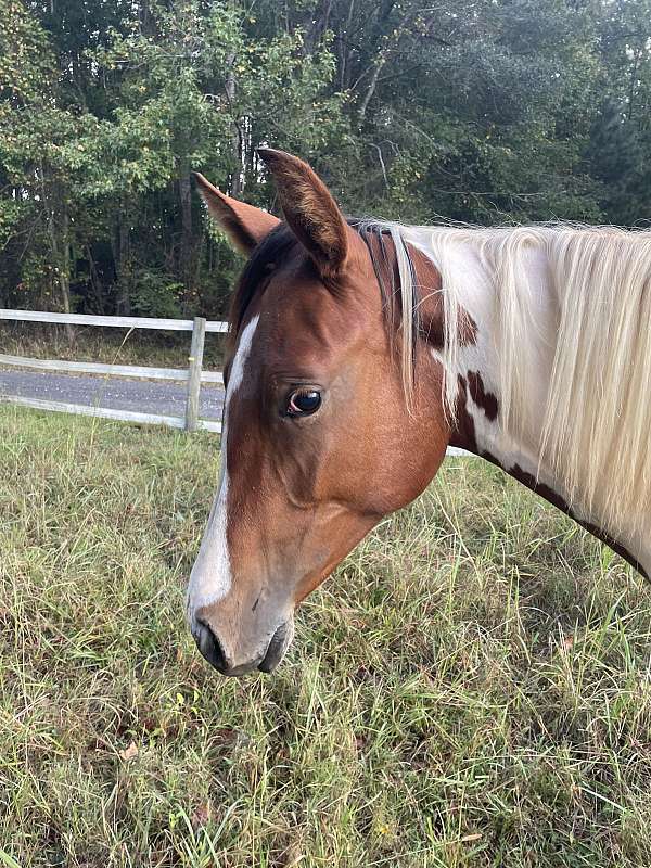 filly