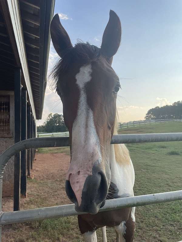 working-filly