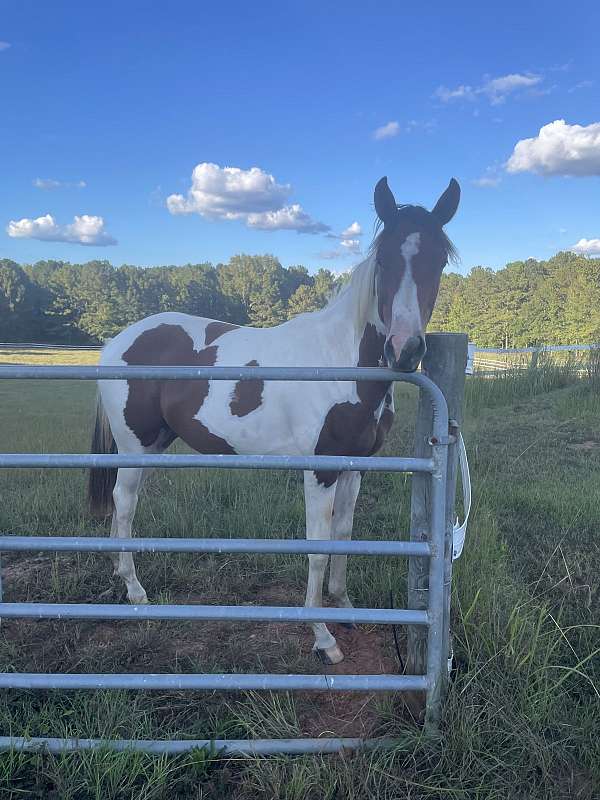 working-horse