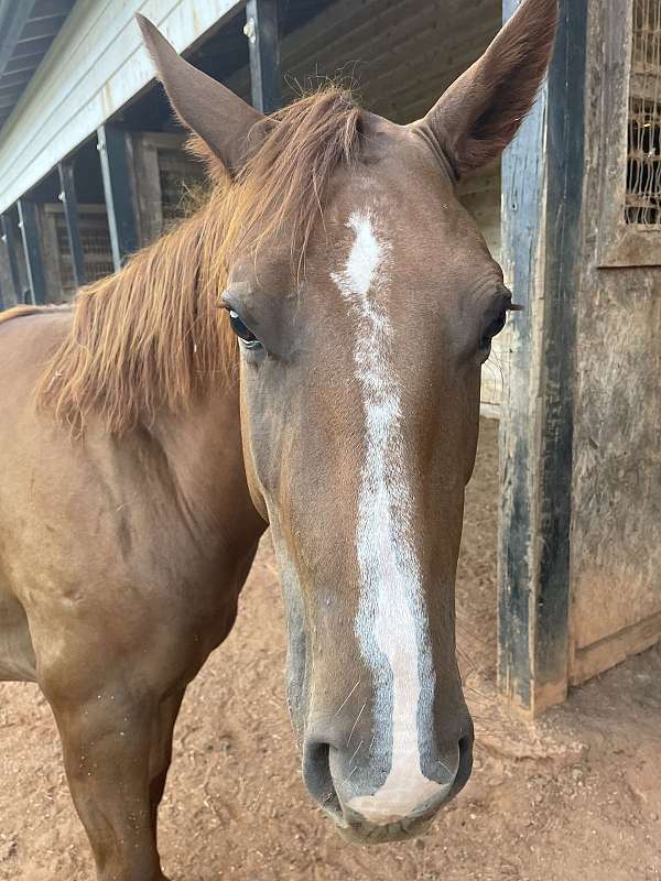 quarter-horse-for-sale