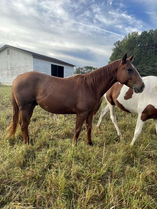 quarter-horse-gelding